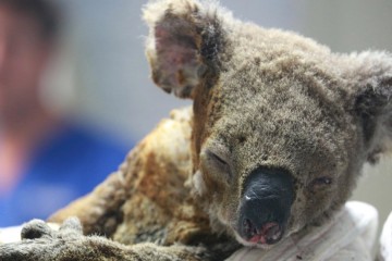 Les koalas meurent par milliers en raison des incendies en Australie